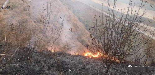 狮子山爆料视频播放,揭秘事件背后惊人真相  第1张